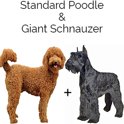 Giant Schnoodle Dog